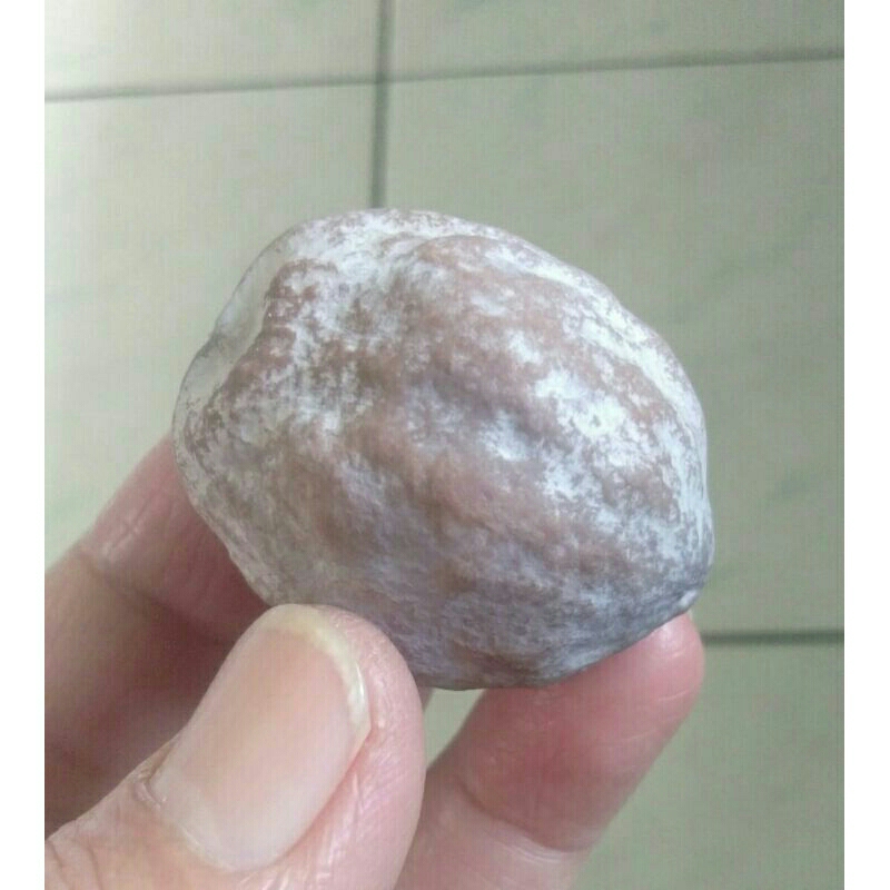 Kemiri Adu Muncang Adu Jalim Kebo Size Jumbo