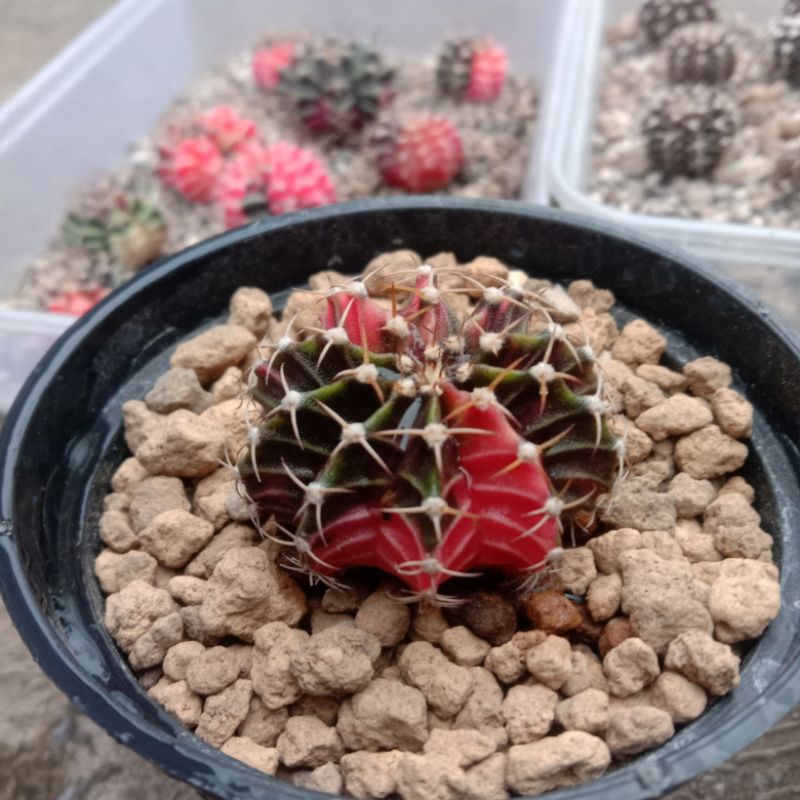 Cactus gymno LB × Pink Japan variegata - Tanaman Hias