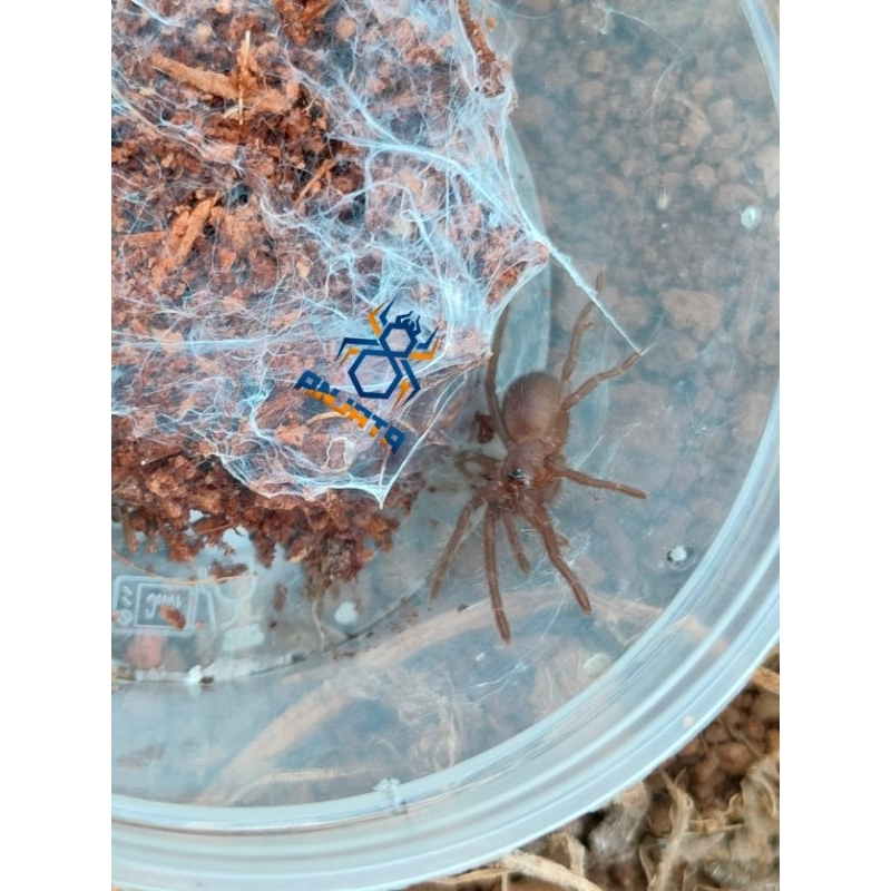 Sling - Juve Selenocosmia Sumatrana || Captive Breed