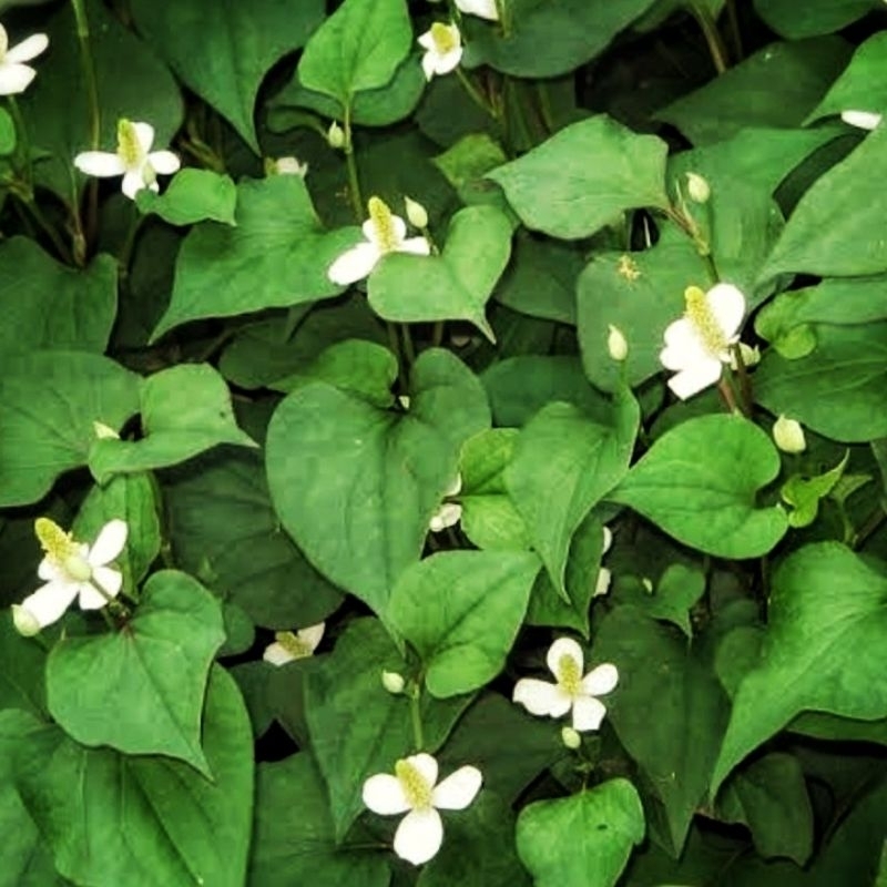 

DAUN AMIS AMISAN 25GRAM SEGAR / FRESH