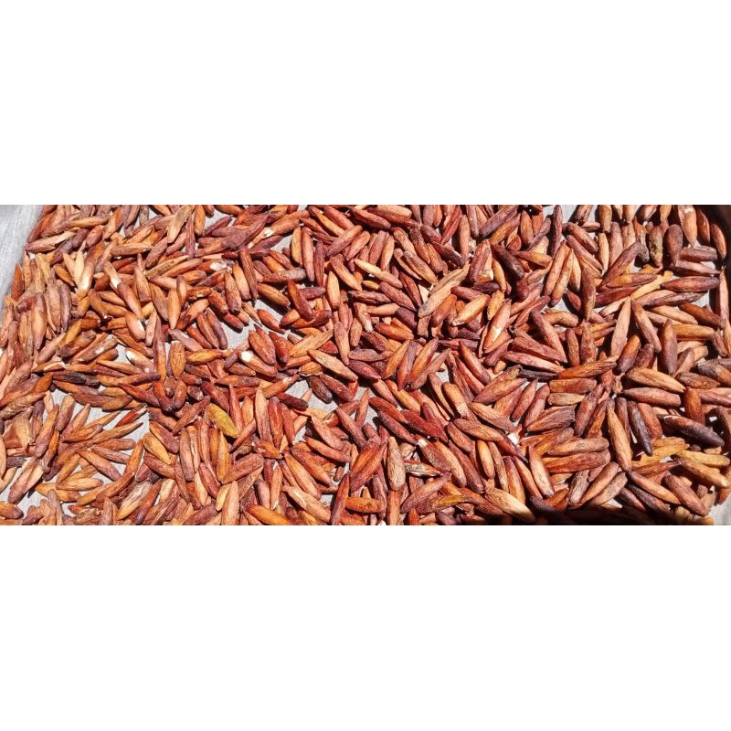 BIJI KETAPANG KUPAS 100 GRAM