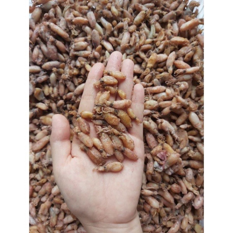 

BABY CUMI PREMIUM 250 gram Kab. Tanah Bumbu