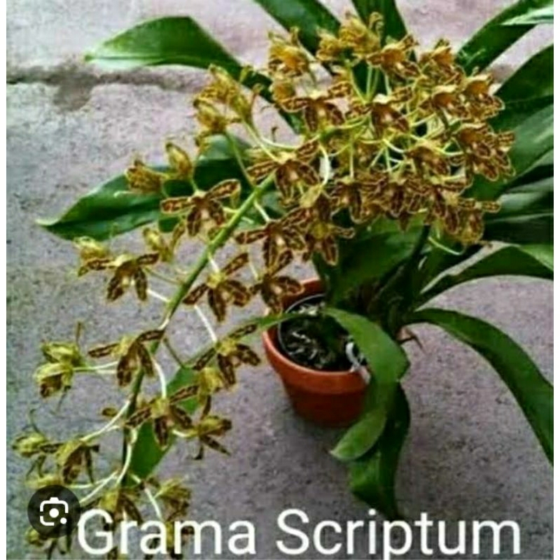 anggrek gramma scriptum rawatan termurah