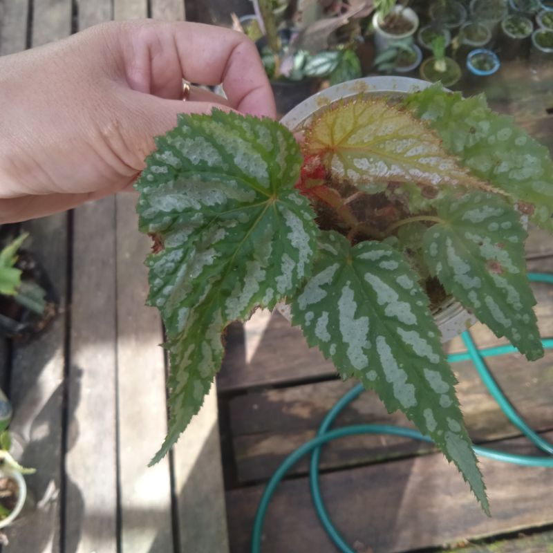 begonia isi 5 jenis begonia