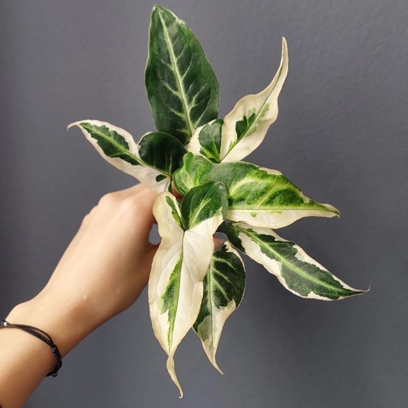 Syngonium T25 / Singonium sengonium variegata starlite