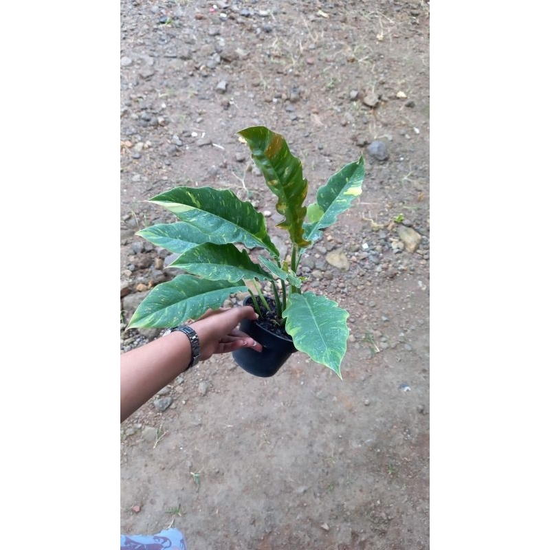 Philodendron Ring of fire / philo gergaji ekonomis