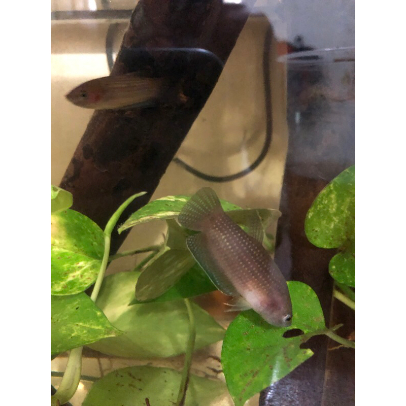Wild betta edithae