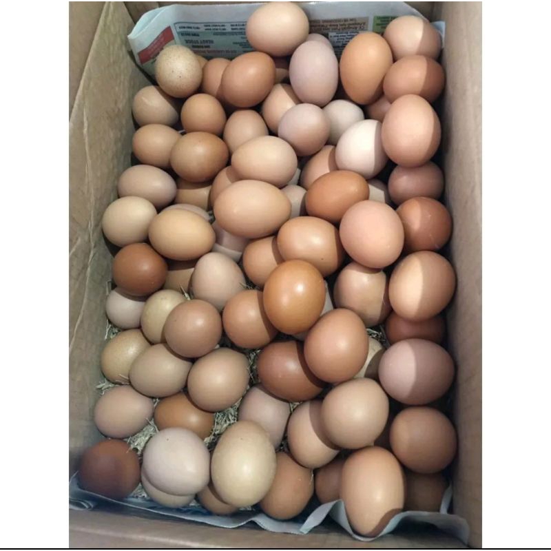 

TELUR AYAM NEGERI 1KG /1/2KG ( KHUSUS JASA INSTAN / GOJEK )