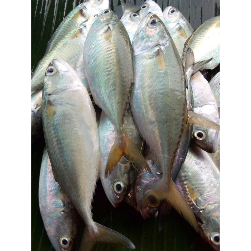 

Ikan Kembung Gepeng 500 gr