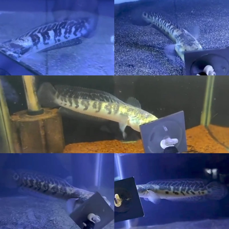 MARU YS 13-15 cm TOP GRADE