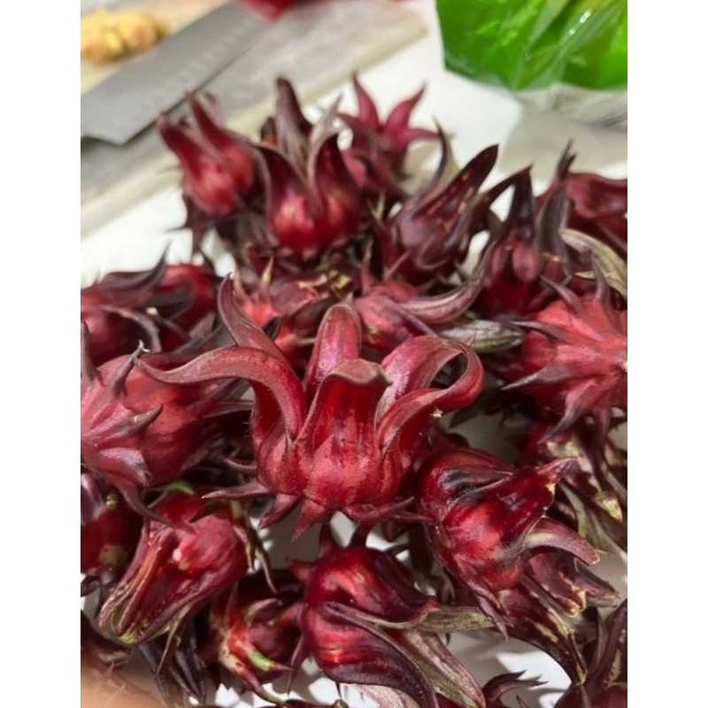 Benih bibit ROSELLA UNGU isi 5 biji