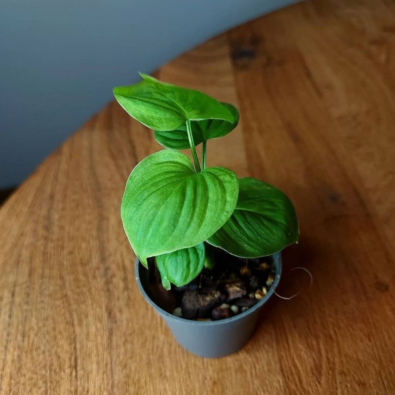 Philodendron Fibraecataphyllum / Pilo fibrae