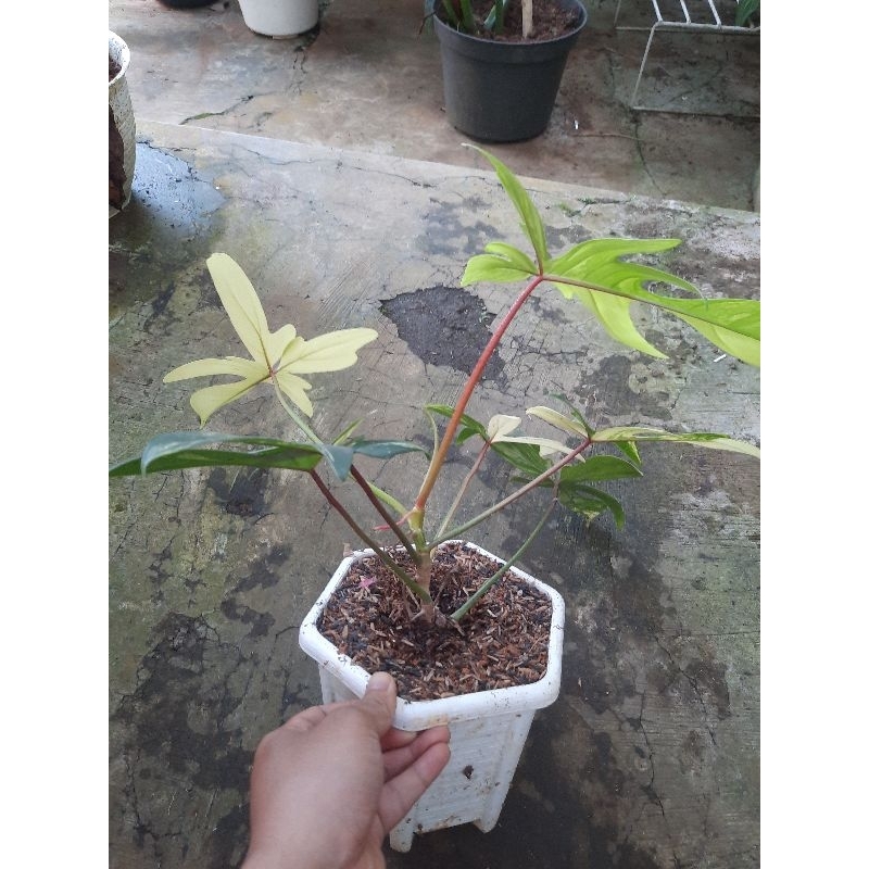 Florida Beauty (Flobe)