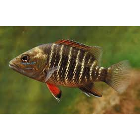 Replika Mangrove Jack / Hiasan Aquarium Mangrove Jack