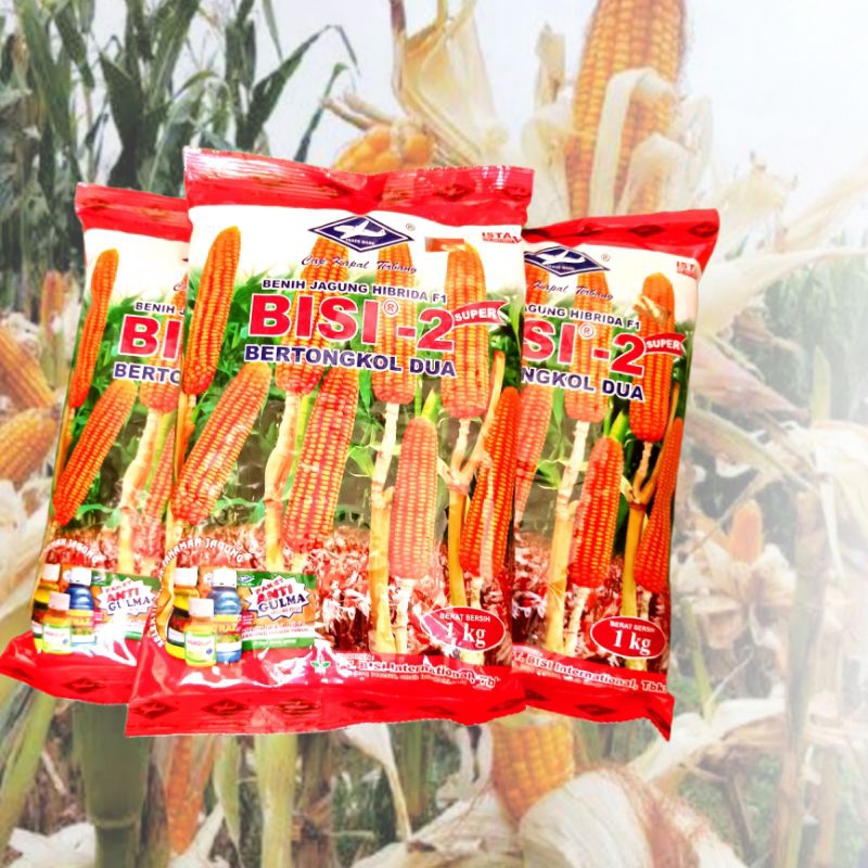 benih jagung bisi 2 / jagung tongkol 2 / jagung kapal terbang