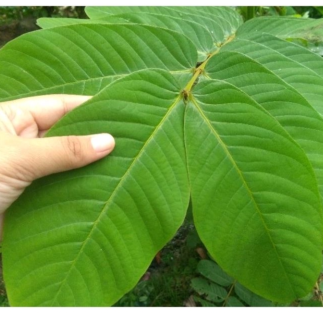 

Daun ketepeng cina atau kimanila segar 100gram siap petik dari pohon