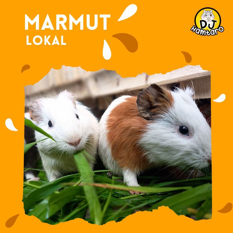 MARMUT ANAKAN LOKAL || HIAS || MARMUT HIDUP || GUINEA PIG