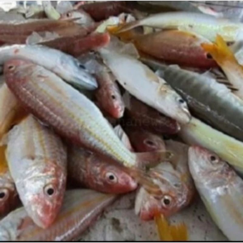 

IKAN TERISI / KURISI FRESH Berkualitas GRADE A - 1Kg / IKAN SEGAR /ANEKA IKAN LAUT SEGAR / SEAFOOD / ANEKA MAKANAN IKAN LAUT