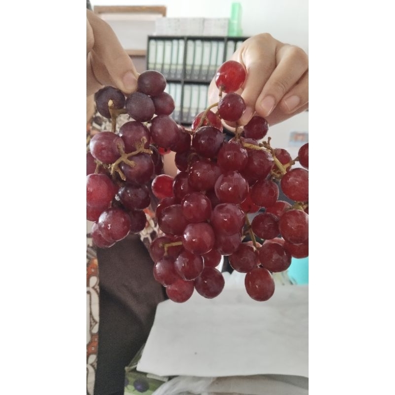 

Anggur Red Tanpa Biji