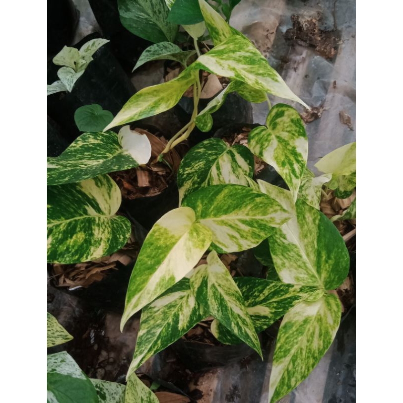 epipremnum kujang