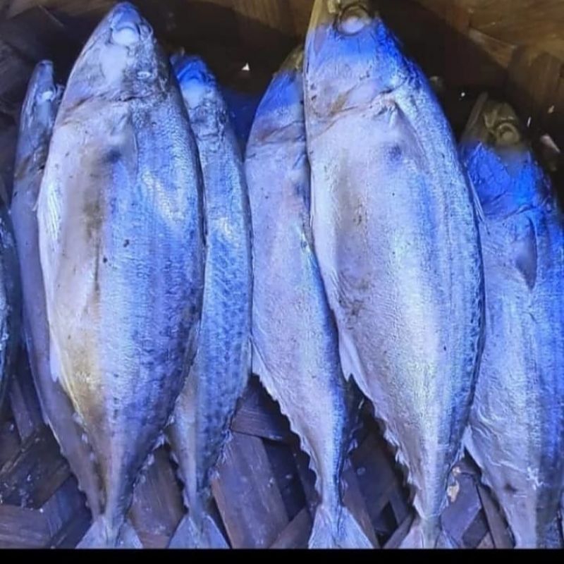 

Ikan Kembung Rebus/Gembung Rebus Khas Medan 1 kg
