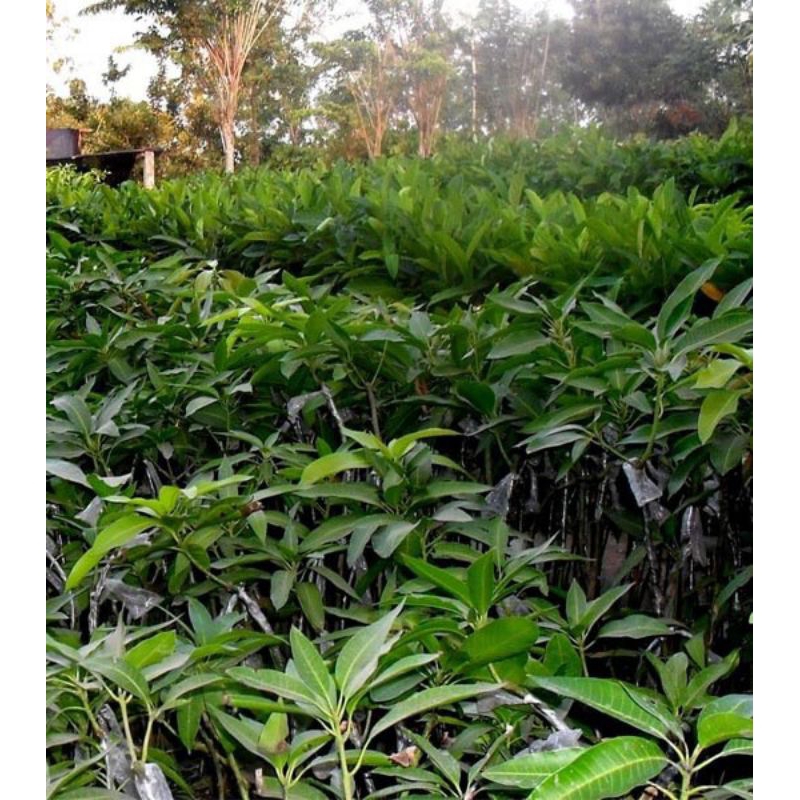 Pohon Mangga Arumanis Bibit Pohon Mangga Harumanis