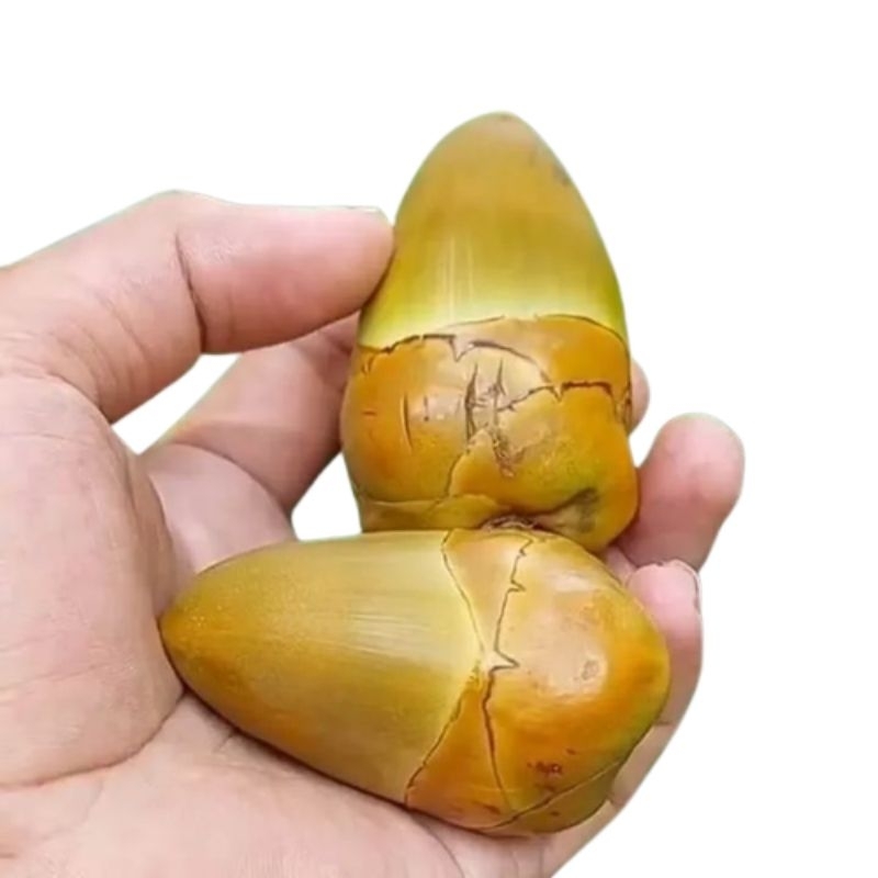 

Beluluk / tembuluk / buah kelapa muda / kecil