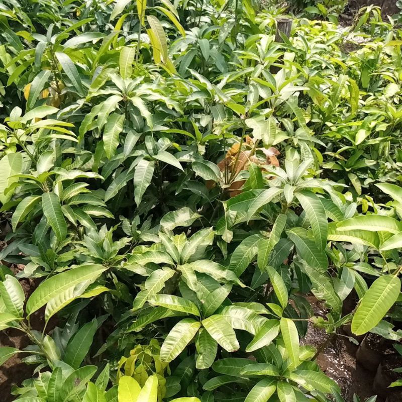 pohon mangga mahatir 1 meter