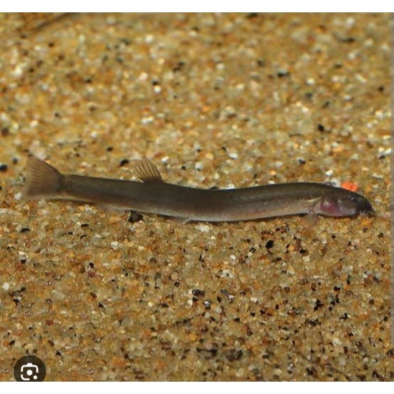 black kuhli loach