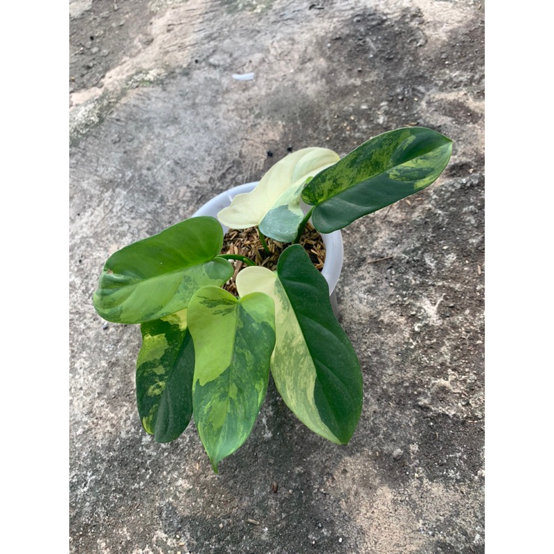 philodendron violin varigata