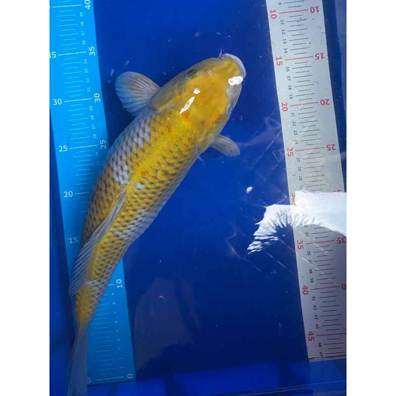 Ikan Koi Ochiba 43cm