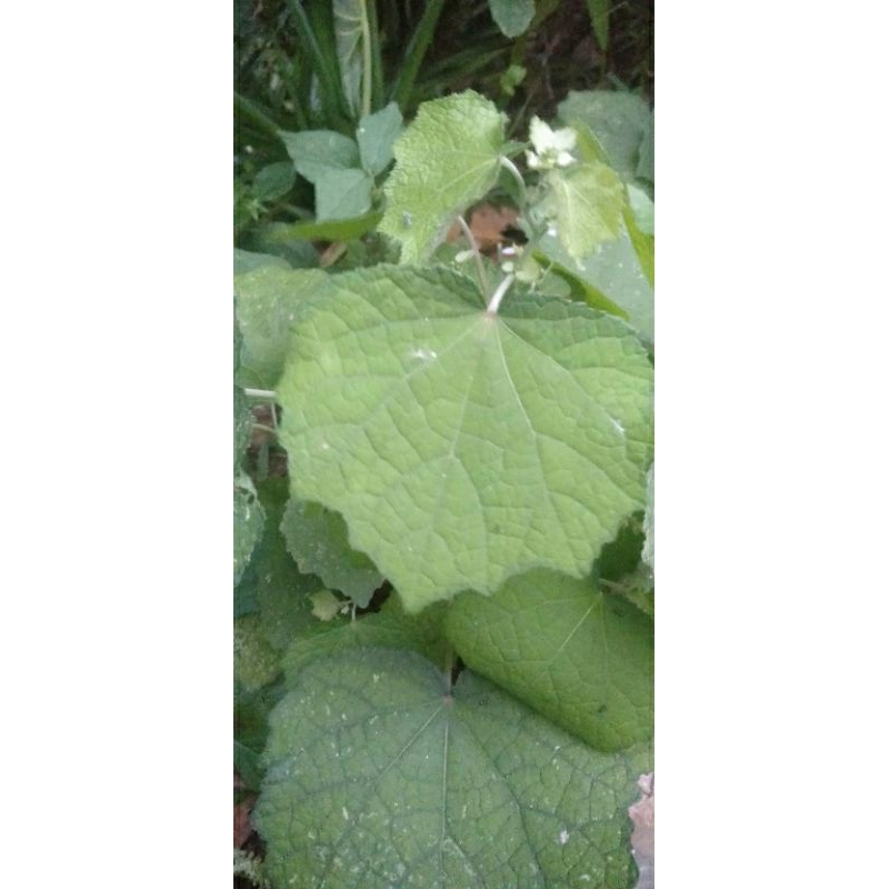 

daun pulutan atau pungpurutan segarr obat herbal alami 150 gram