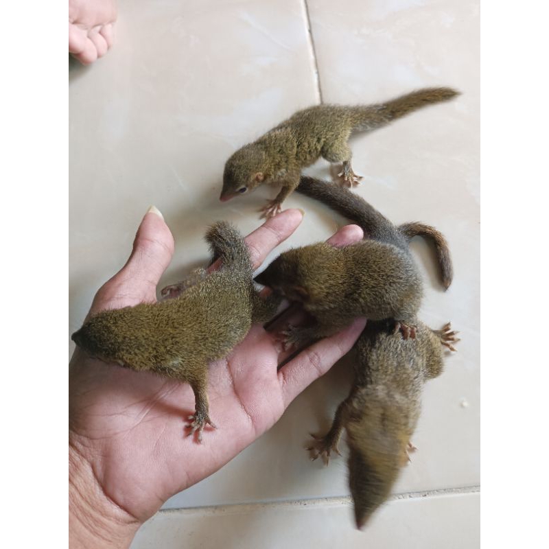 Anakan Tupai/bajing kekes Lucu mainan anak