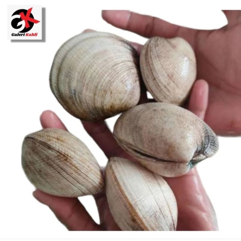 

KERANG MADU FRESH Berkualitas GRADE A - 1Kg / ANEKA KERANG LAUT SEGAR / SEAFOOD SEGAR / ANEKA IKAN LAUT SEGAR