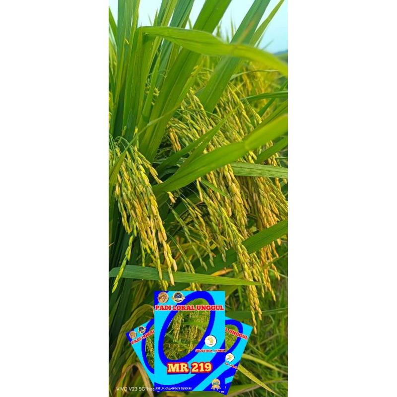 benih padi mr219