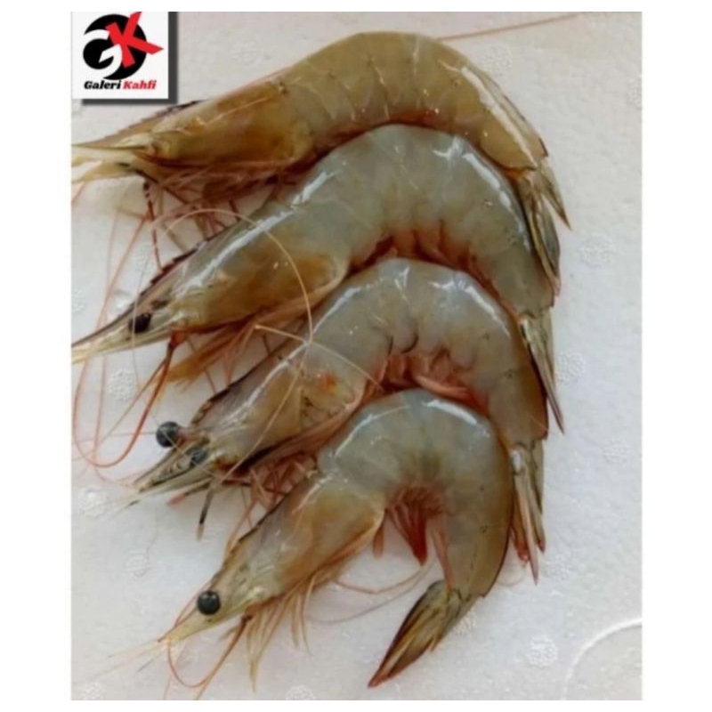 

UDANG JERBUNG FRESH Berkualitas GRADE A / ANEKA SEAFOOD SEGAR / UDANG SEGAR SUPER / ANEKA IKAN LAUT SEGAR