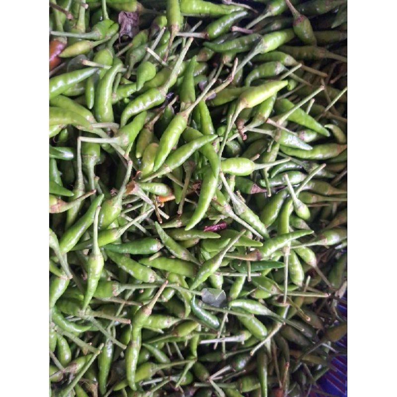 

Cabai Rawit Hijau Segar 500gr