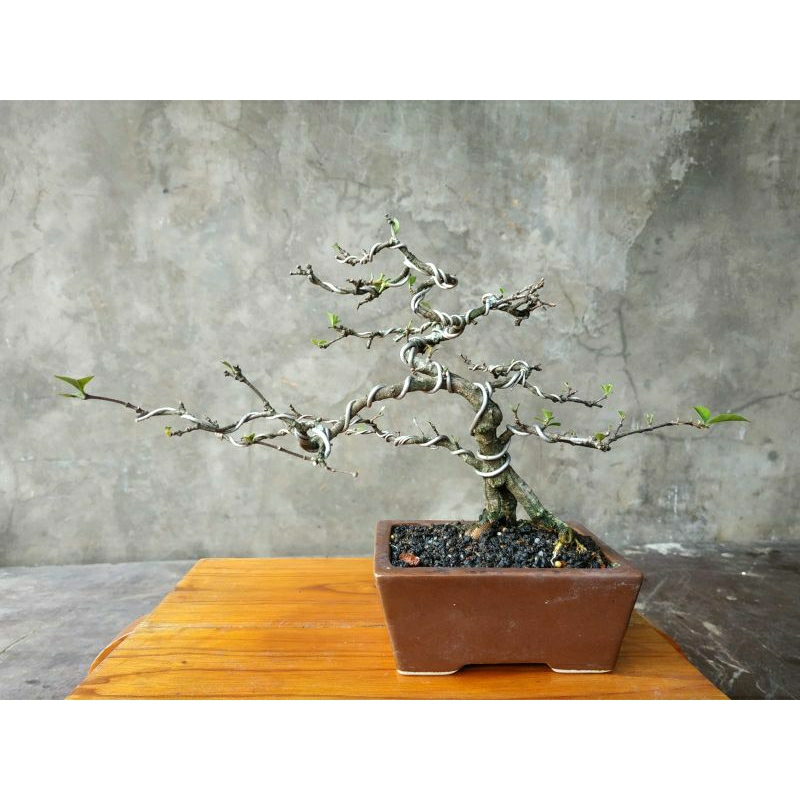 Bonsai anput anting putri mame