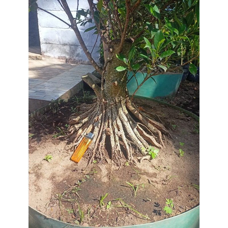 ID KIMENG PECAH BATANG 8 DAN 16