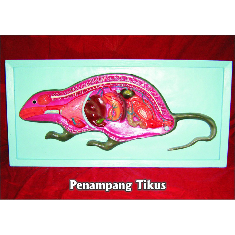 

penampang tikus alat praga pendidikan model penampanv tikus