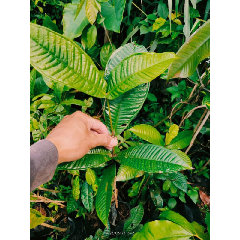 bibit pohon kupa gowok - buah gowok tanaman unik langka