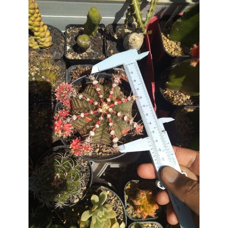 Gymno starfire indukan