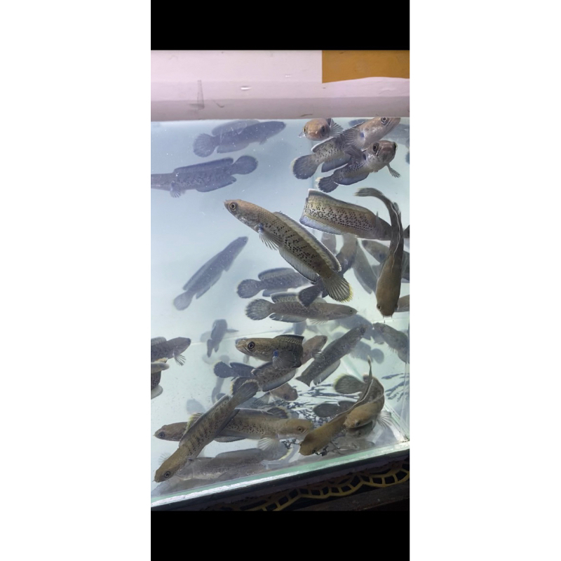 STEWARTI KARBIALONG 10-13cm