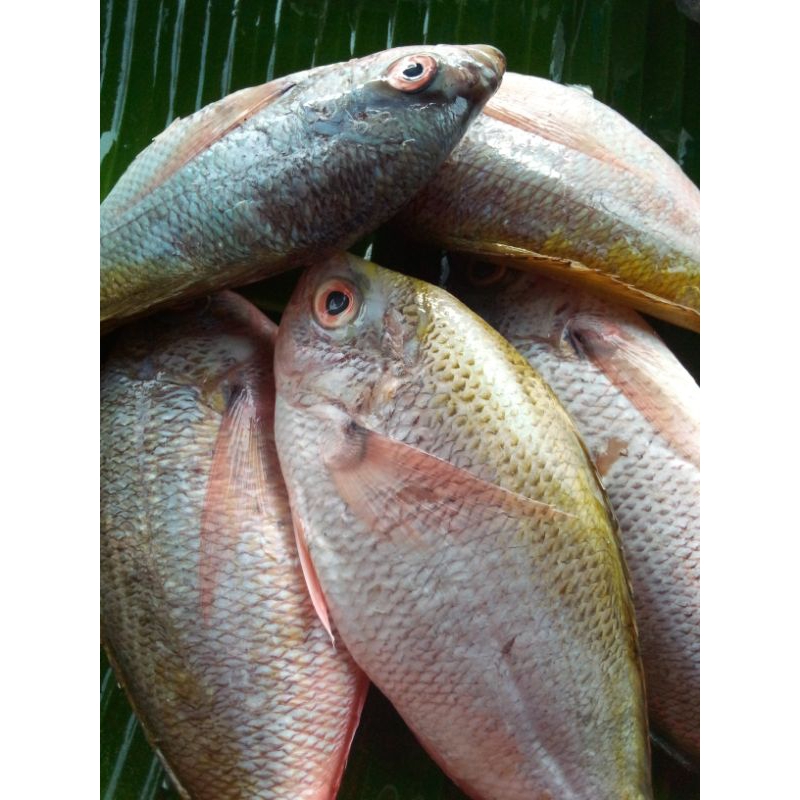 

Ikan Ekor Kuning sz besar 500 gr