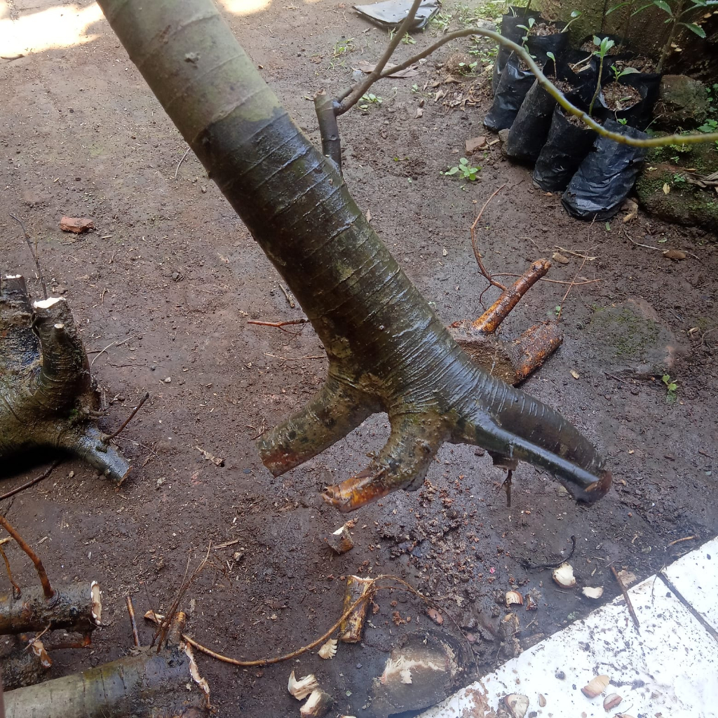 bonggol loa pres bahan bonsai