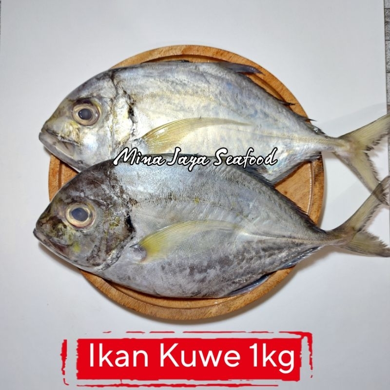 

Ikan Kuwe 1KG / FREE SUDAH DIBERSIHKAN