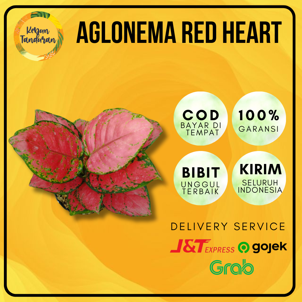 Tanaman Hias Indoor Aglonema Red Heart | Tanaman Hidup Aglo Red Heart