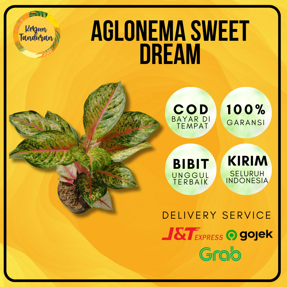 Tanaman Hias Indoor Aglonema Sweet Dream | Bibit Aglonema Sweet Dream