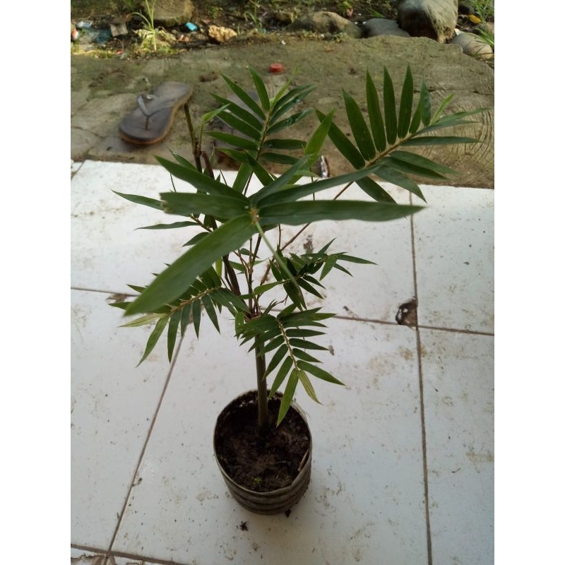 BIBIT BAMBU MINI CENDANI PRING GENDANI (BAMBU HIAS)
