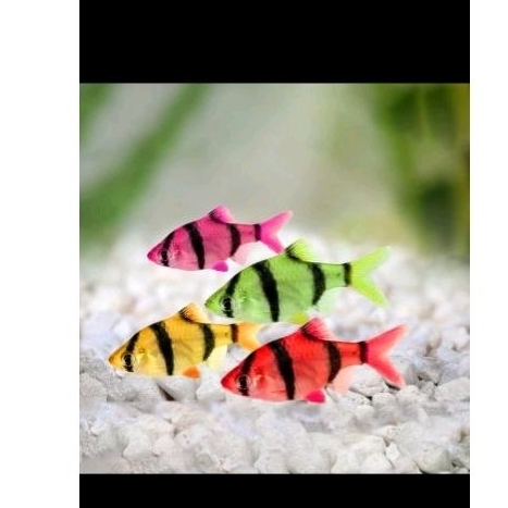 

ikan Sumatra warna warni